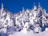 Spruce Trees Covered in Snow, Canada